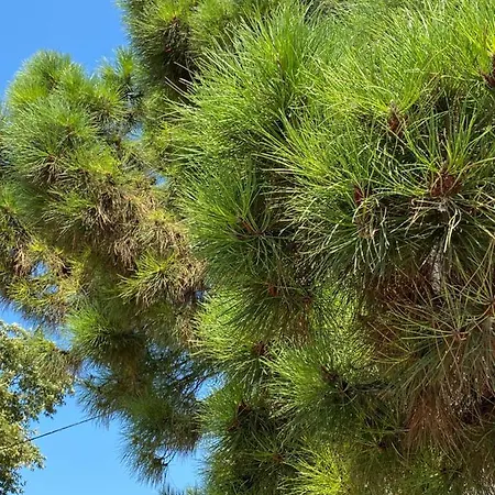 Olive Apartmán Skála Foúrkas