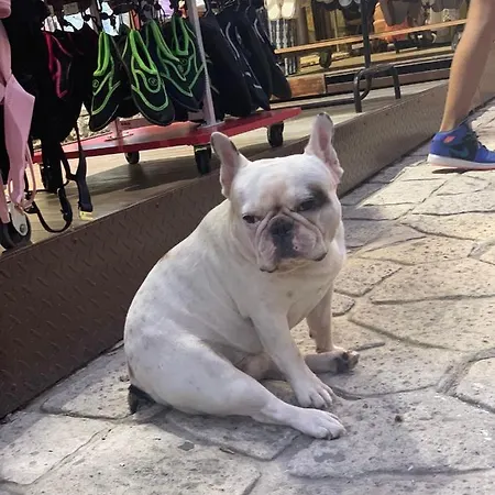 Olive Lägenhet
