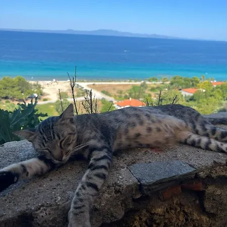 Olive * Skála Foúrkas