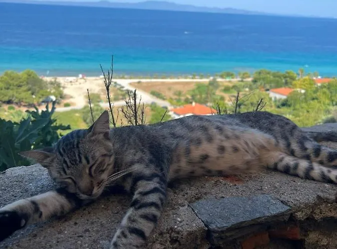 Olive * Skála Foúrkas